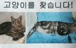 전남친이 고양이를 유기했습니다 (갈현동 선정고등학교 골목)