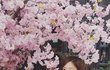 벚꽃 안꺾고 인증샷찍은 여돌 ㅋㅋ