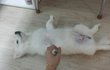 스피츠 볼리아리 여름나기~