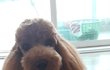 귀염둥이 푸들..ㅋ