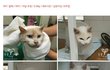동물농장에 나온 고양이공장.. 그 지옥에서 구조된 고양이 7마리