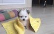 강아지이름좀추천해주세요!
