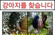 부산 하단 강아지 분실했어요ㅜㅜ