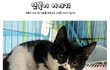 "니탓이 아니야,넌잘못한게 없어" 달마시안 고양이, 연복이이야기..