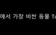 세상에서 가장 비싼 애완동물 ㅎㄷㄷ;