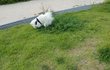 스피츠 볼리아리 산책사진보세요~^^
