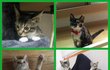냥이 입양 계획중인 분들 꼭 봐주세요( . .)