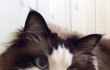 털돼냥이들 여름 잘견디고 인사드려요(=^ェ^=)