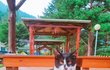추가- 강원도 인제 용대리 길냥이..ㅜㅠ
