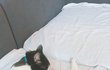 코카푸랑 냥이 두마리 일상_ :D