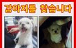강아지 실종