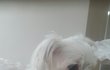 미아견을 주웠어요 도와주세요
