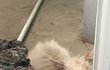 김포 고양이 버리고 갔다는 글쓴이 입니다(추가)