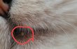 고양이 입에 이게뭔가요ㅠㅜ