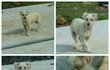 쥐약을 놔 죽인다던 귀염이와 둥이.