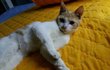 2개월무렴 양파망에 묶여 버려진 고양이 망고..