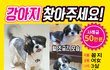 충남 예산에서 꼼지라는 블랙 시츄를 잃어버렷습니다..