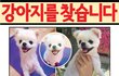 경기도 용인시 신갈동 강아지를 찾습니다. 사례금 200만원