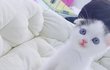똑바로잘줄모르는레오