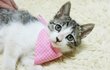 눈이 너무 슬픈 보름이 가족을 찾습니다. [입양확정] 감사합니다^^