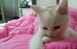 우리집냥이 성장