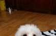 치과 치료하다가 무지개다리 건넜어요 ㅠㅠ