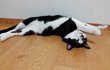 턱시도 냥이 나라