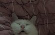 중문없는집 복도에 고양이 울음소리들릴까요?