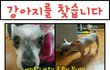 저희 집 소중한 가족 토토를 찾아주세요..
