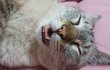 이젠 입 좀 다물고 잤으면 하는 우리 냥이