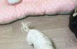 애기강ㅇ