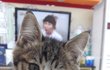 [고양이] 원치않던 집사가되었습니다  03