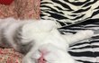 로로 일상 파파라치 4탄