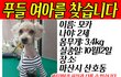마산시에서 실종된 푸들여아를 찾습니다!!