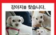 말티즈 여자 찾습니다
