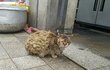 식당에 구걸온 냥이 구조 소식 입니다.
