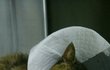 식당냥이 지짐이와 범백 사라 소식입니다.