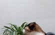 풀 씹는 고양이^^