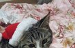 [고양이]  원치않던 집사가되었습니다 04