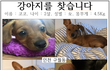 인천 구월동)도와주세요 강아지를 잃어버렸습니다ㅠㅠ