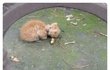 목에 구더기가 잔뜩 낀채로 구조되었지만  이제는 건강해져서 입양갈 준비가 되었어요. 깨발랄 꾸러기가 된 올치즈 제리의 가족을 기다립니다.