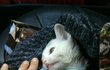 학대받고 음식물쓰레기통위 박스안에 버려진 고양이