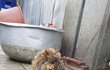 구내염으로 구조된 길냥이 지짐이.