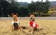 부산개농장에서 구조한 4킬로미만 엘사와 로사