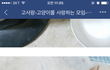어리둥절 무릎냥이 둥이입니다