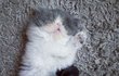 넘치는 털빨에 감당안되는 냥이
