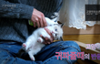 고양이 귀빱 빠진날...