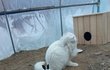 아가토끼 지킴이 양이(수상한가족2)