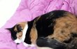 고양이 실내화