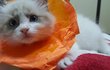 고양이 꽃이 피었습니다